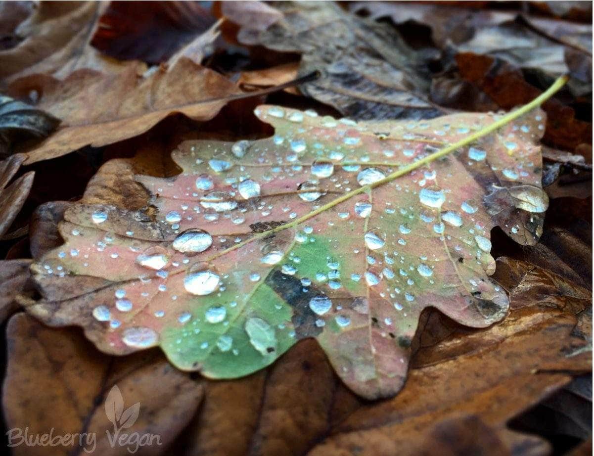 Wanderwochenende in der Eifel im November 2015