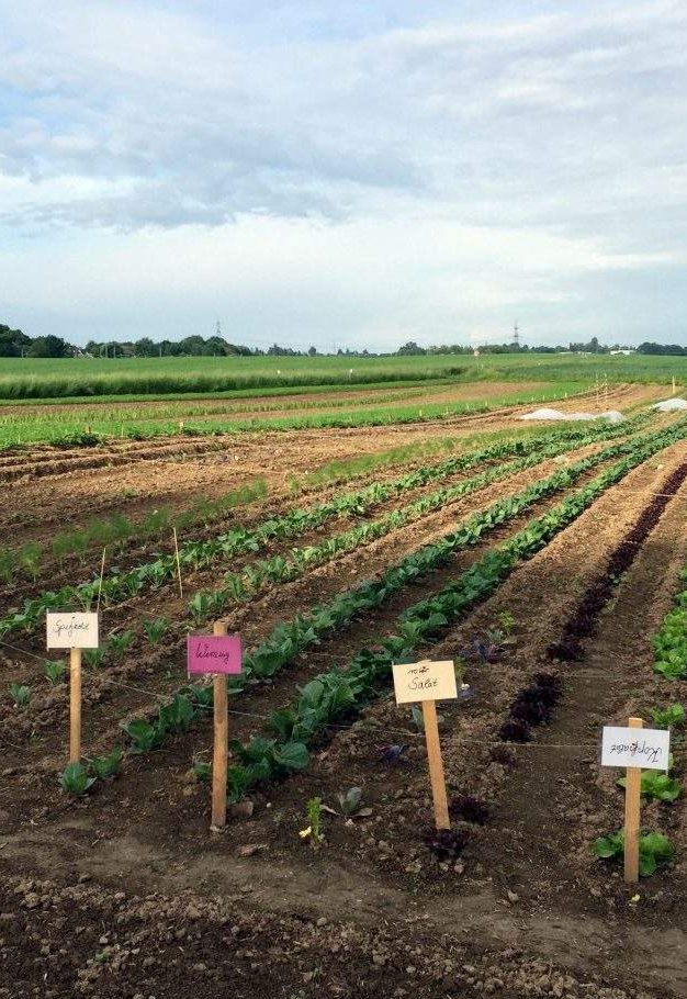 Das erste Grün ragt aus dem Boden – Neues aus meinem Gemüsegarten