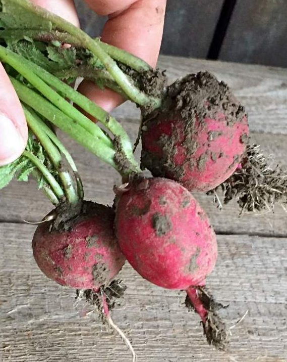 Neues aus meinem Gemüsegarten – Die erste Ernte und Missernte