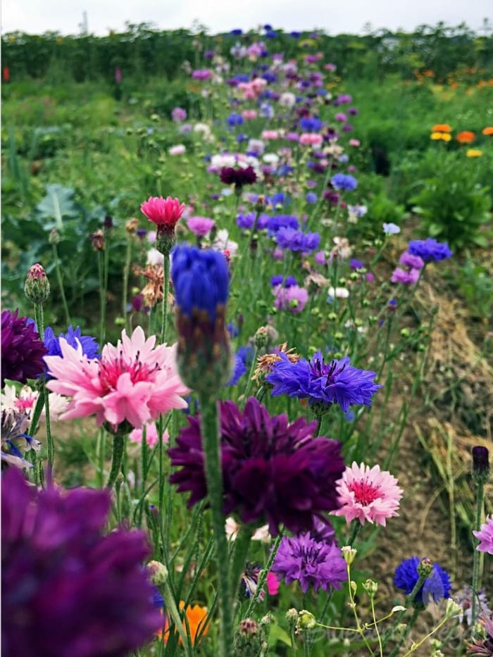 Endlich Sommer in meinem Garten