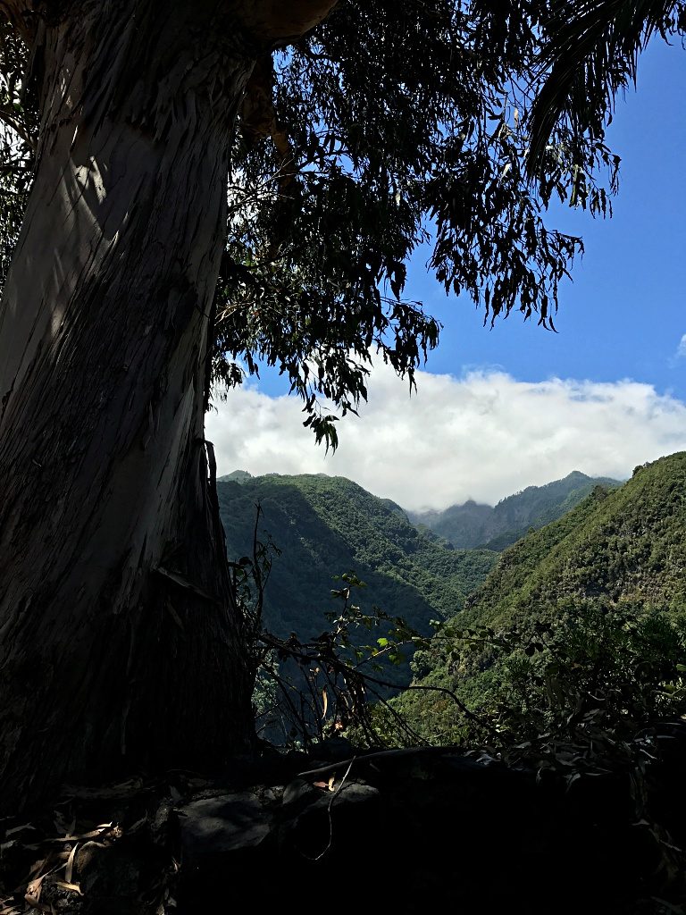 Wandern auf La Palma – Von Los Tilos nach Los Sauces und zurück