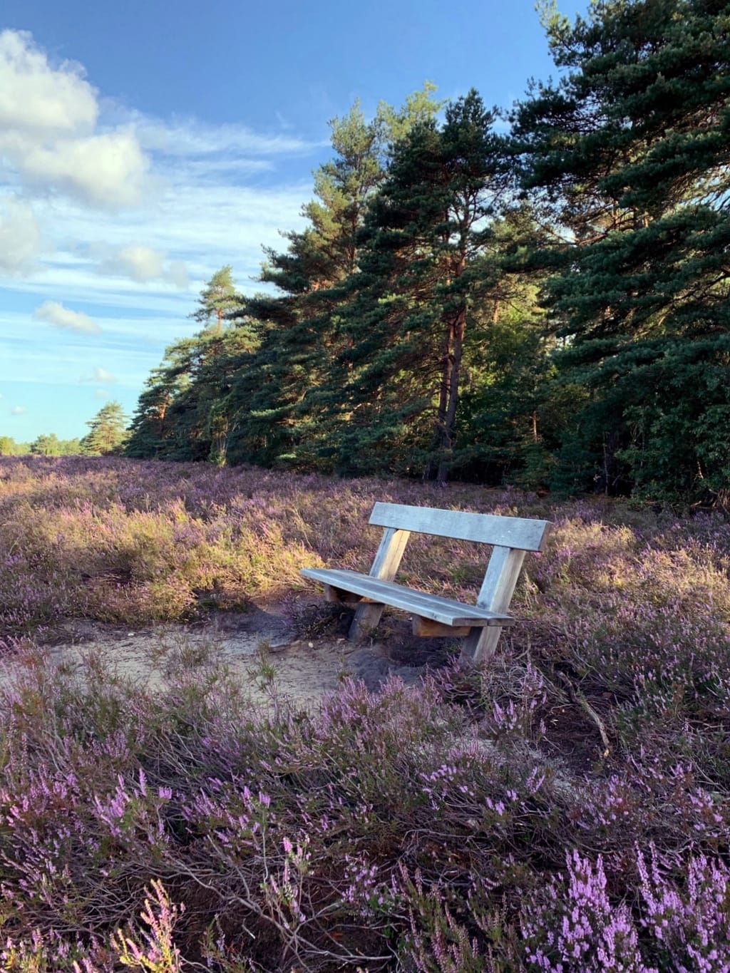 Wanderung in der Südheide und Zwetschgen-Porridge